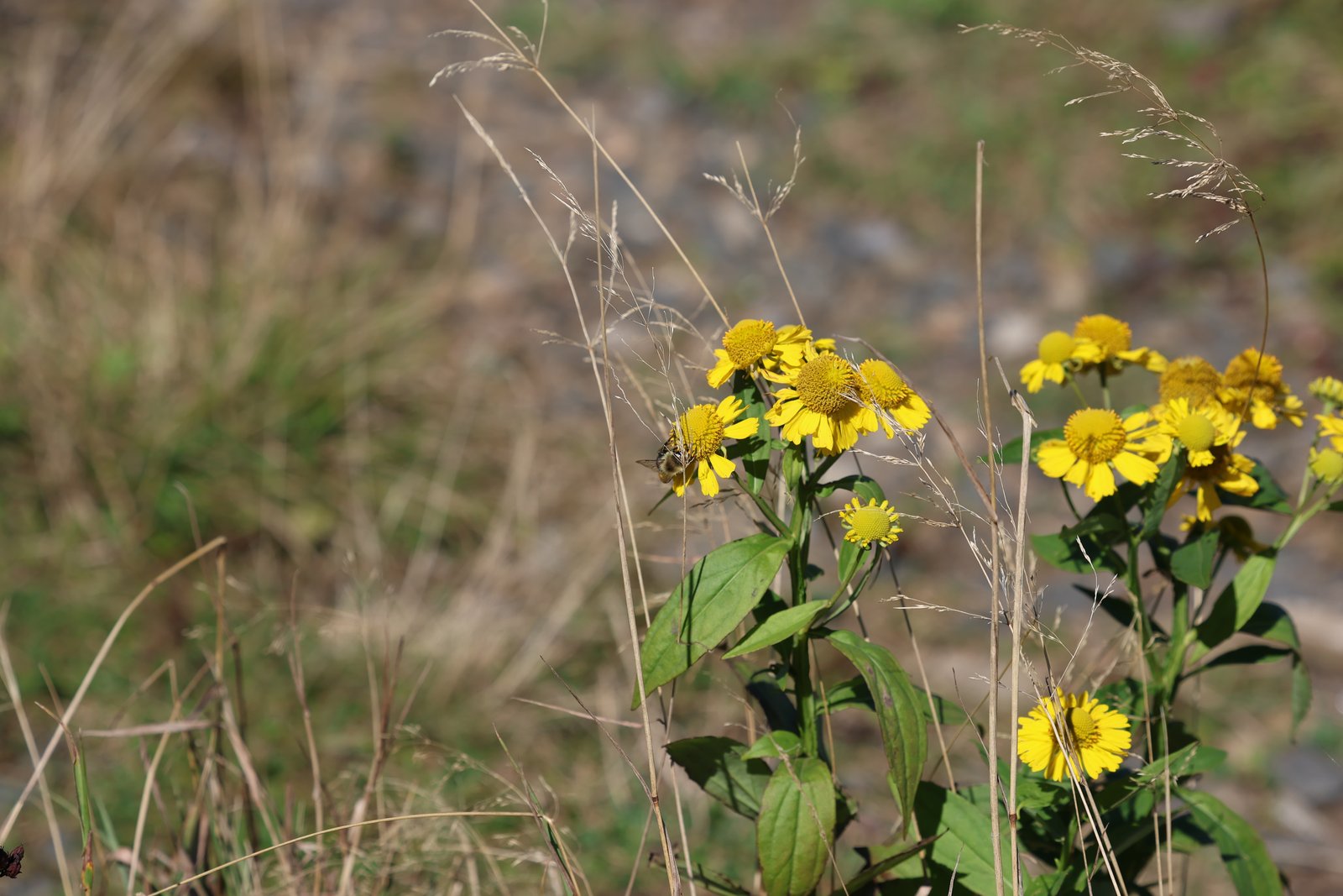 common sneezeweed