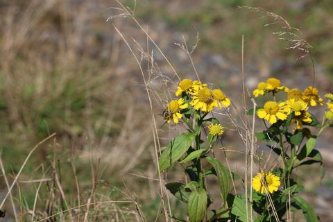 common sneezeweed