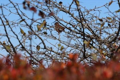 Eastern Towhee