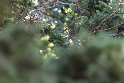 Dark-eyed Junco