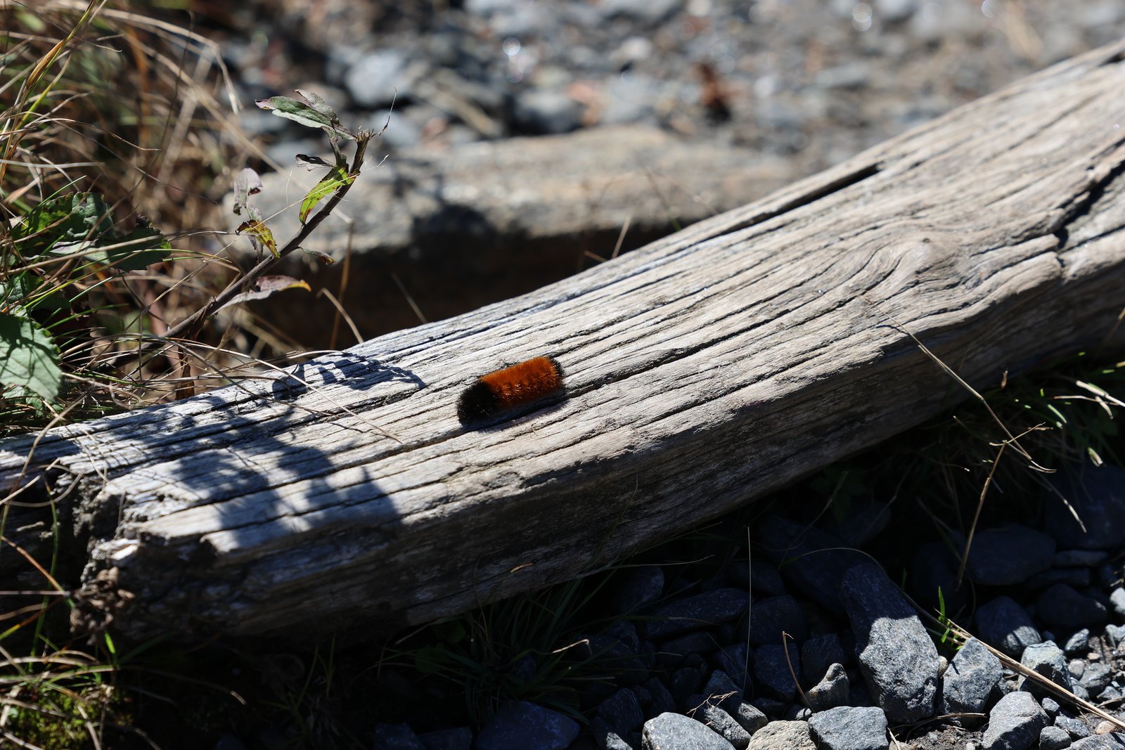 Isabella Tiger Moth