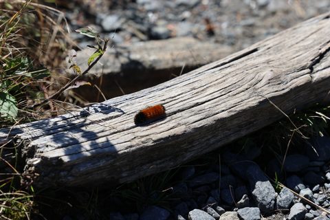 Isabella Tiger Moth