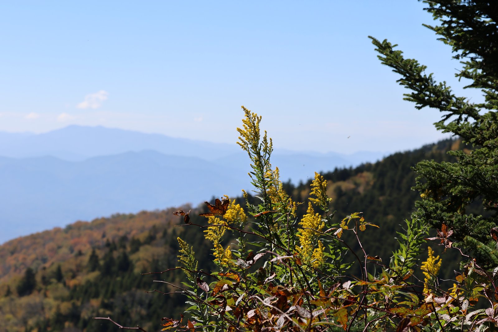 Blue Ridge goldenrod