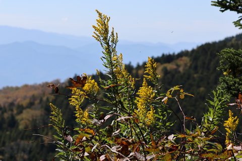 Blue Ridge goldenrod