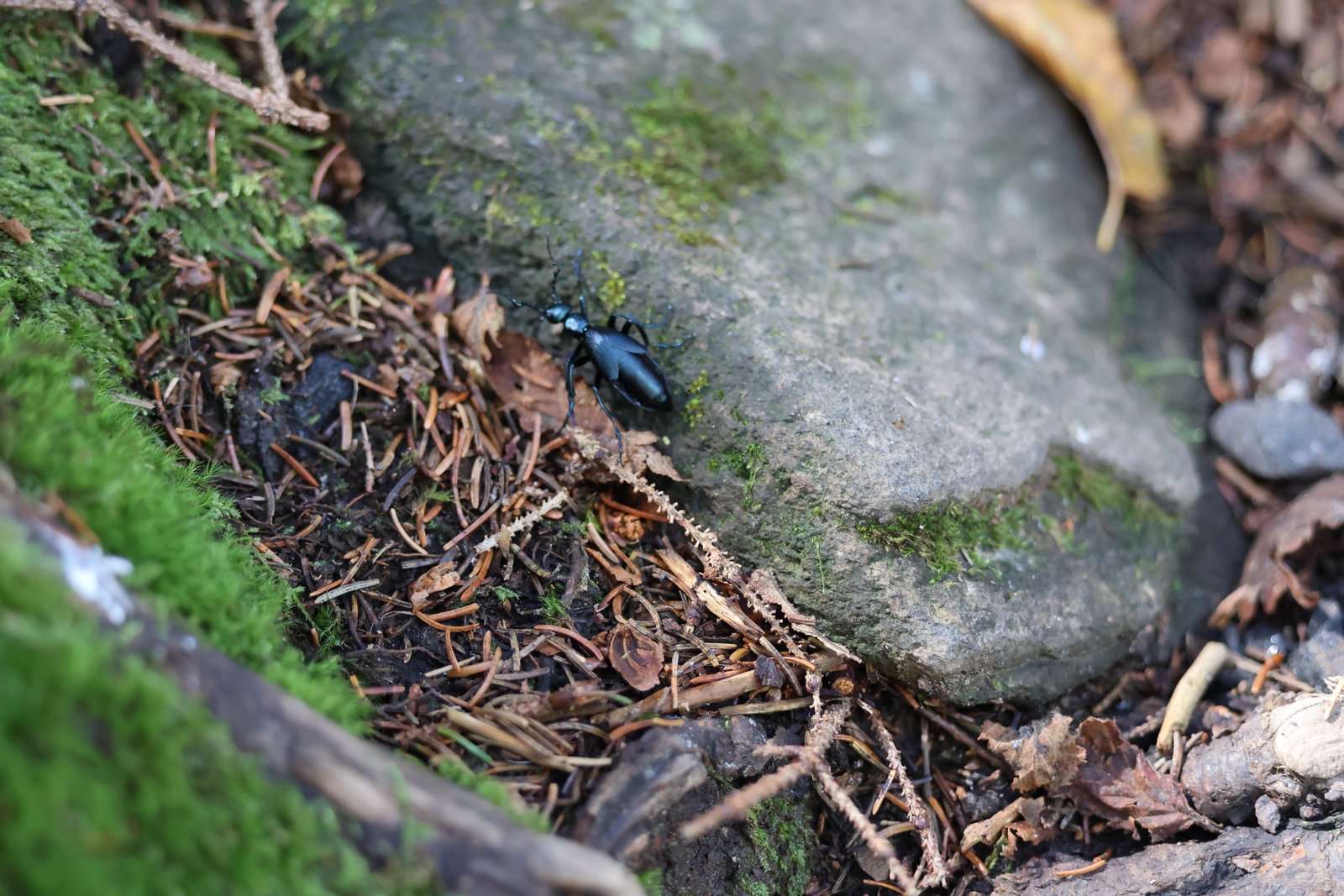 Buttercup Oil Beetle