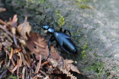 Buttercup Oil Beetle