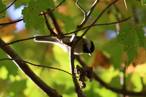 Carolina Chickadee