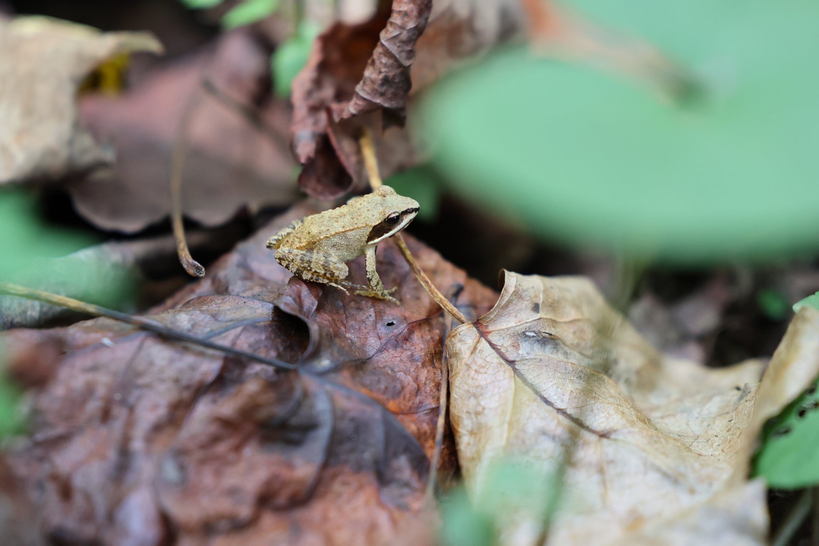 Wood Frog