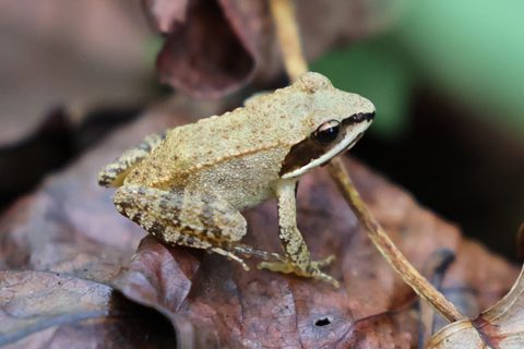 Wood Frog