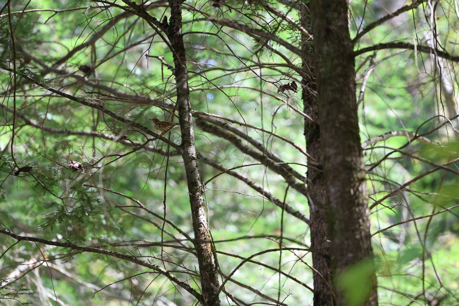 Wood Thrush