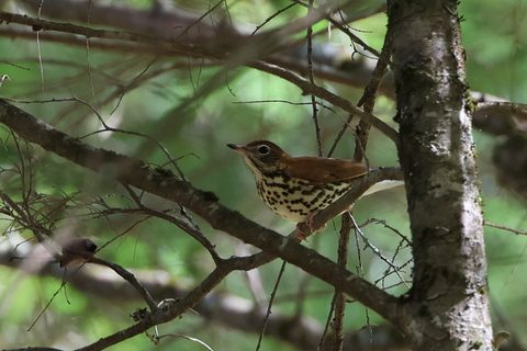 Wood Thrush