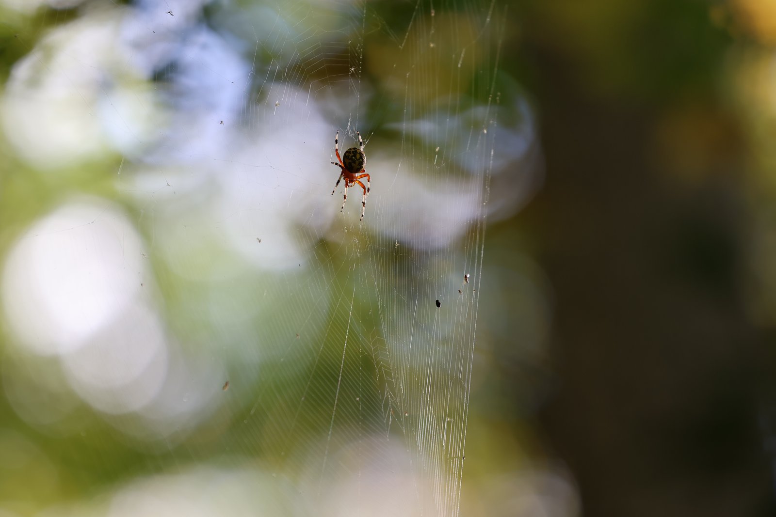 Marbled Orbweaver