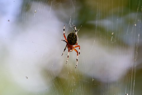 Marbled Orbweaver
