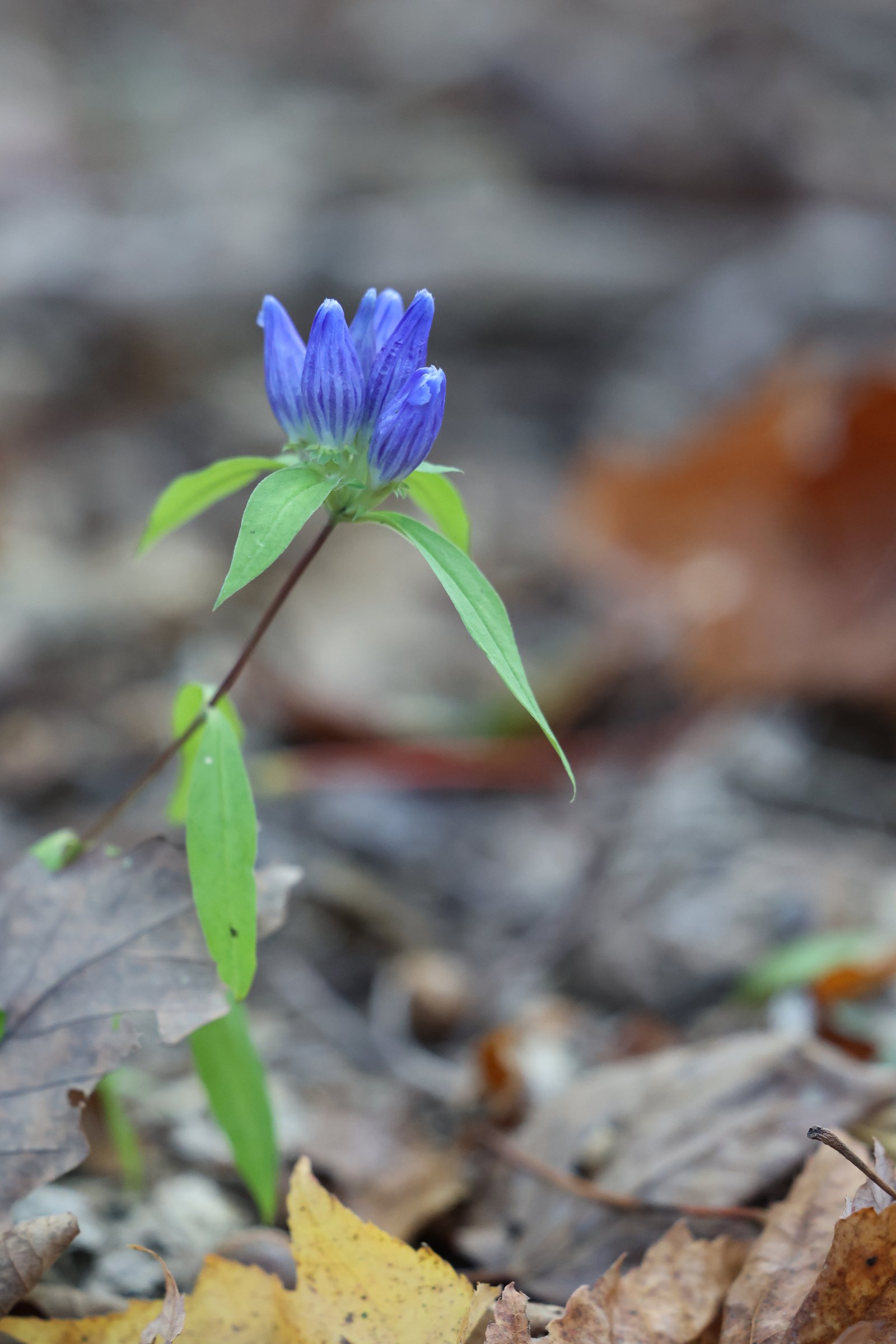 Blue Ridge gentian