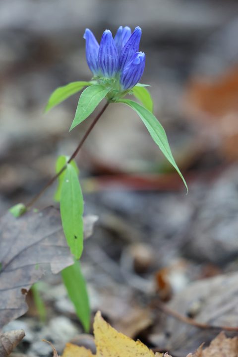 Blue Ridge gentian