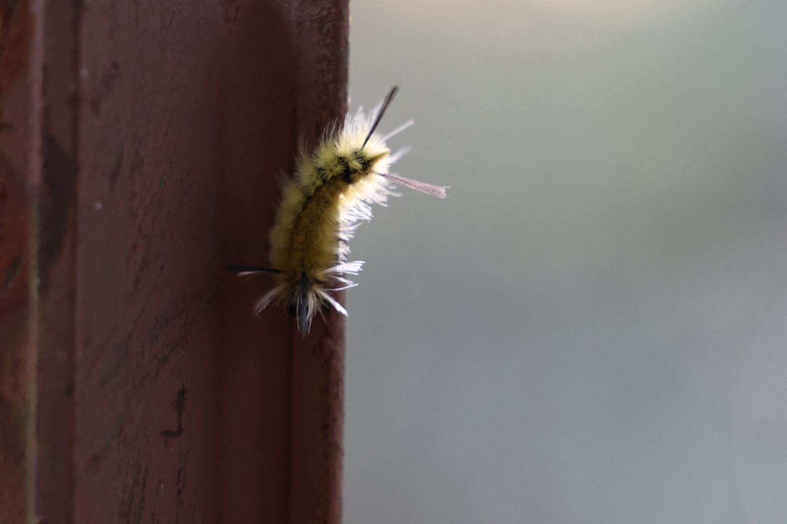 Banded Tussock Moth