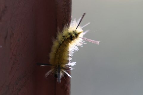 Banded Tussock Moth