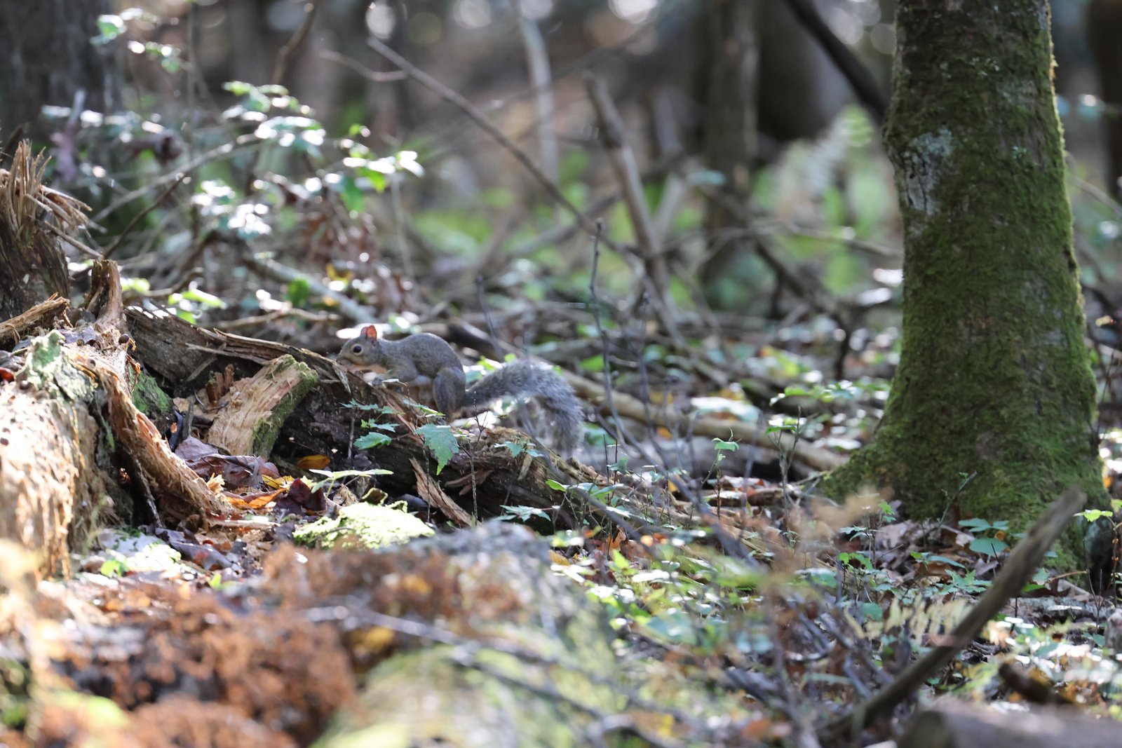 Eastern Gray Squirrel