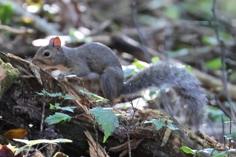 Eastern Gray Squirrel