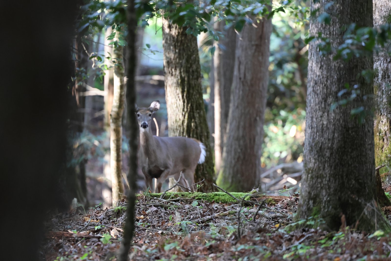 White-tailed Deer