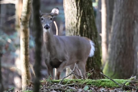 White-tailed Deer