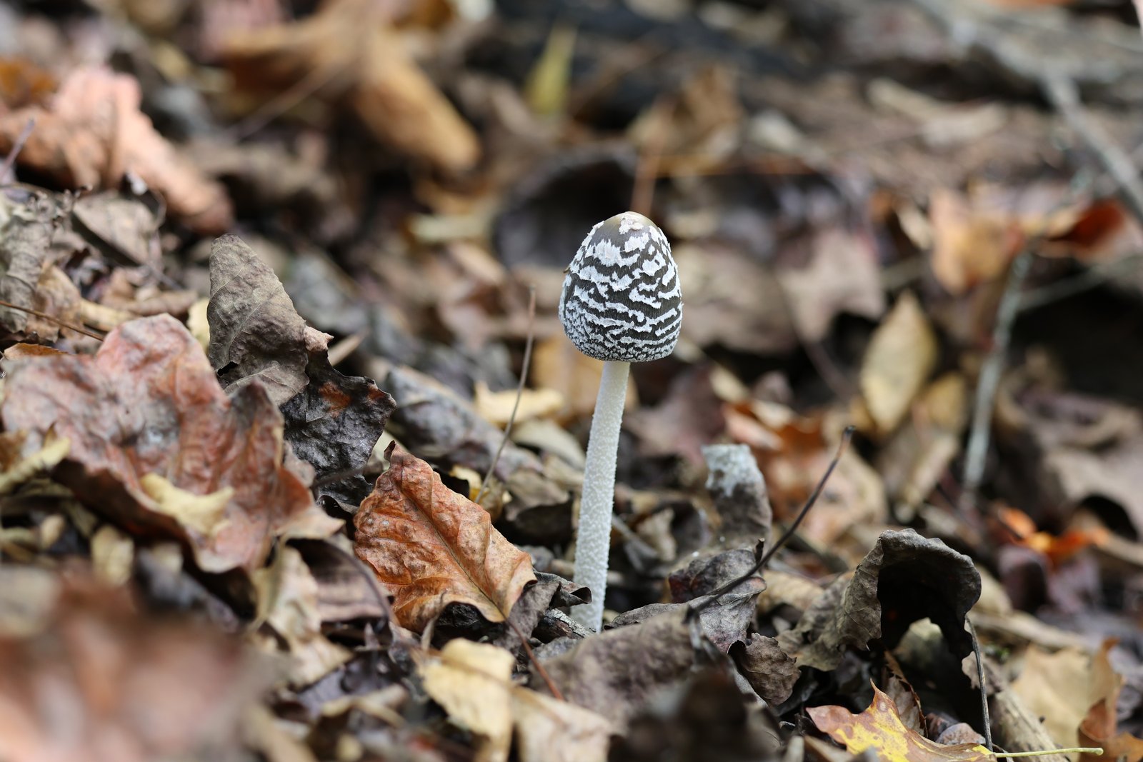 Coprinopsis sect. Picaceae