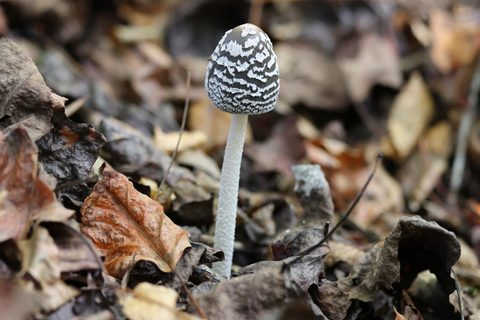 Coprinopsis sect. Picaceae
