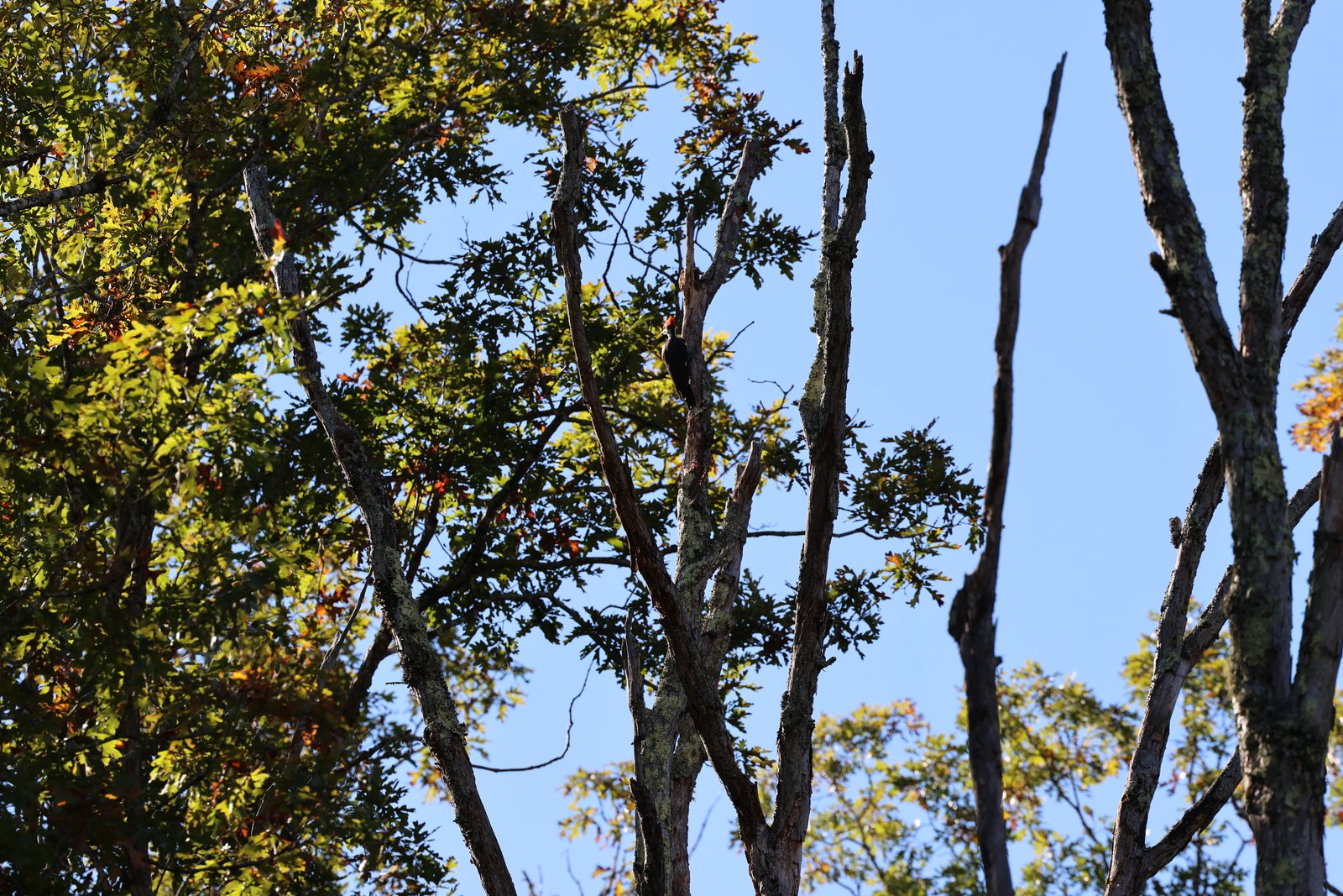 Pileated Woodpecker