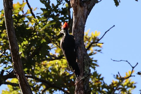 Pileated Woodpecker