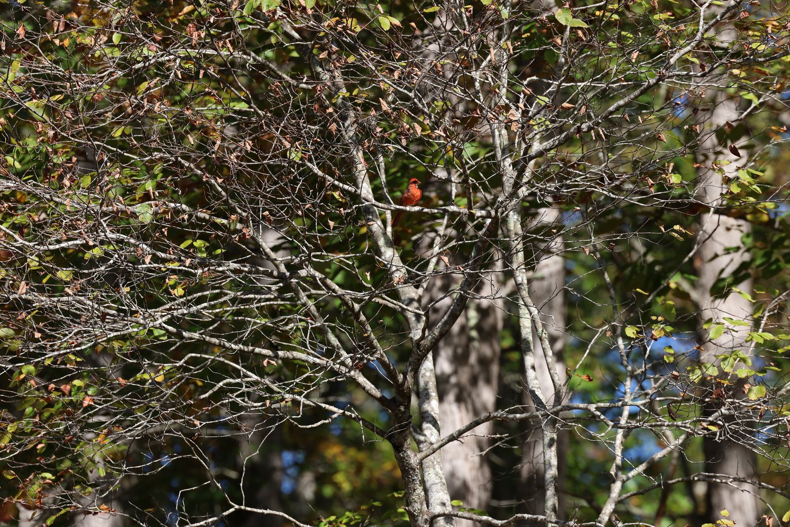 Northern Cardinal