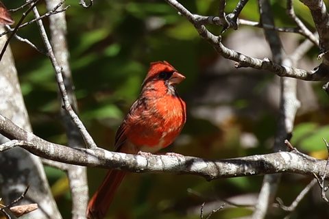 Northern Cardinal