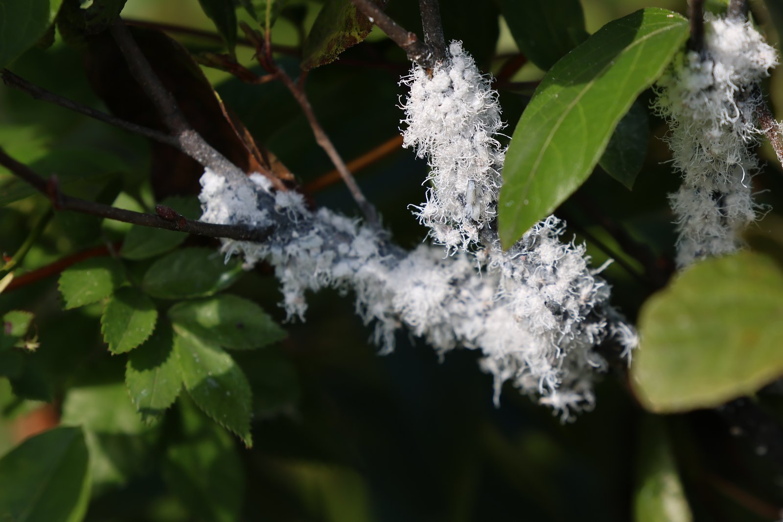 Hemlock Woolly Adelgid