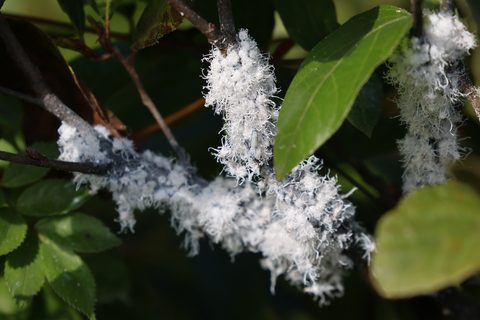 Hemlock Woolly Adelgid