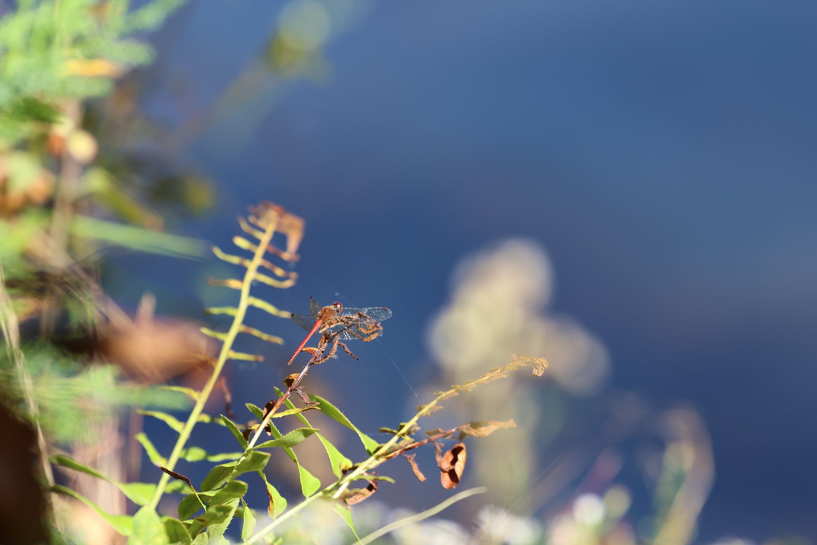 Autumn Meadowhawk