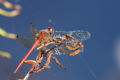 Autumn Meadowhawk